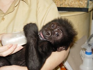 Baby Western Lowland Gorilla